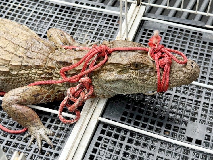 Jacaré de pequeno porte é resgatado em Barra Mansa